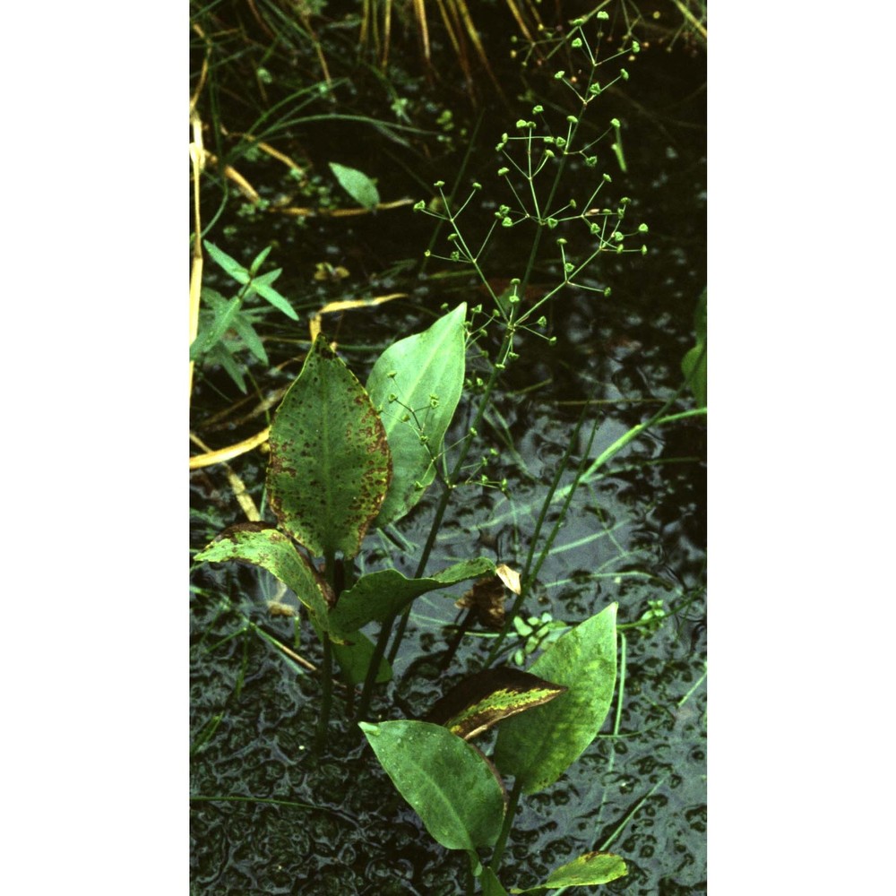 alisma plantago-aquatica l.