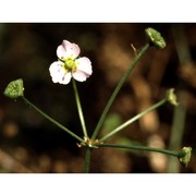 alisma plantago-aquatica l.