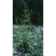 alisma plantago-aquatica l.