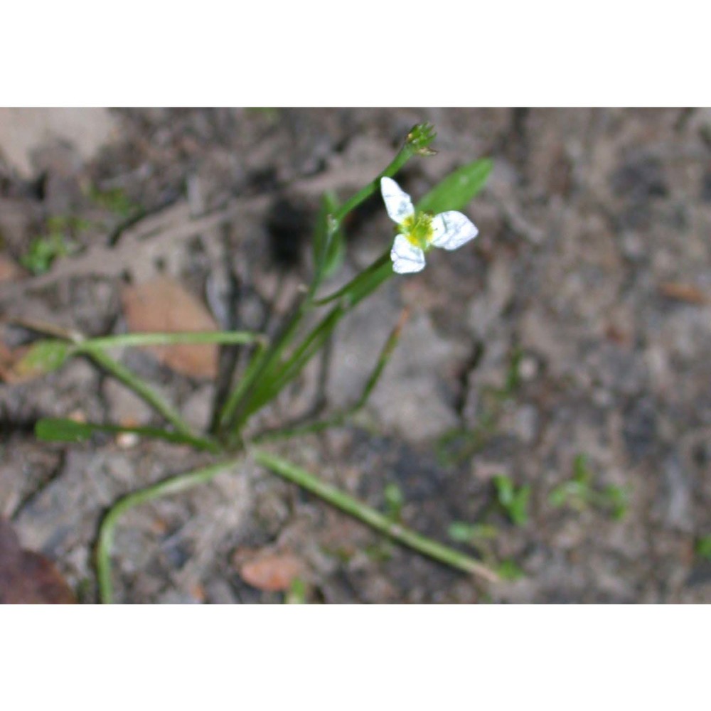 baldellia ranunculoides (l.) parl.