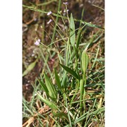 baldellia ranunculoides (l.) parl.