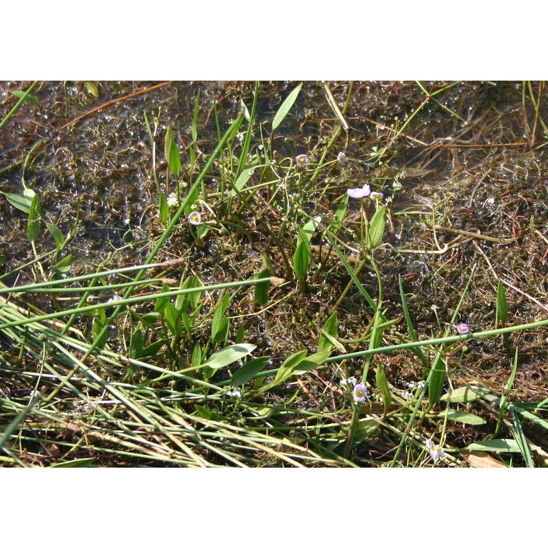 baldellia ranunculoides (l.) parl.