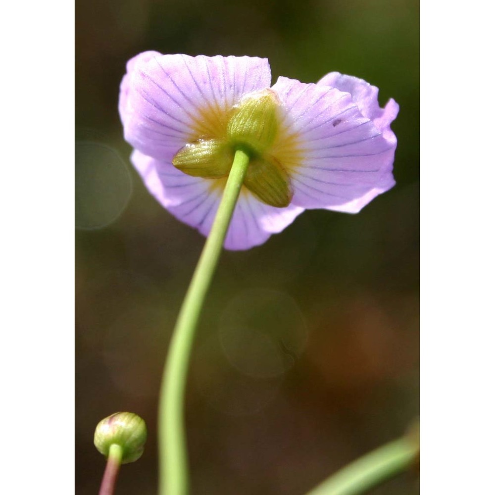 baldellia ranunculoides (l.) parl.