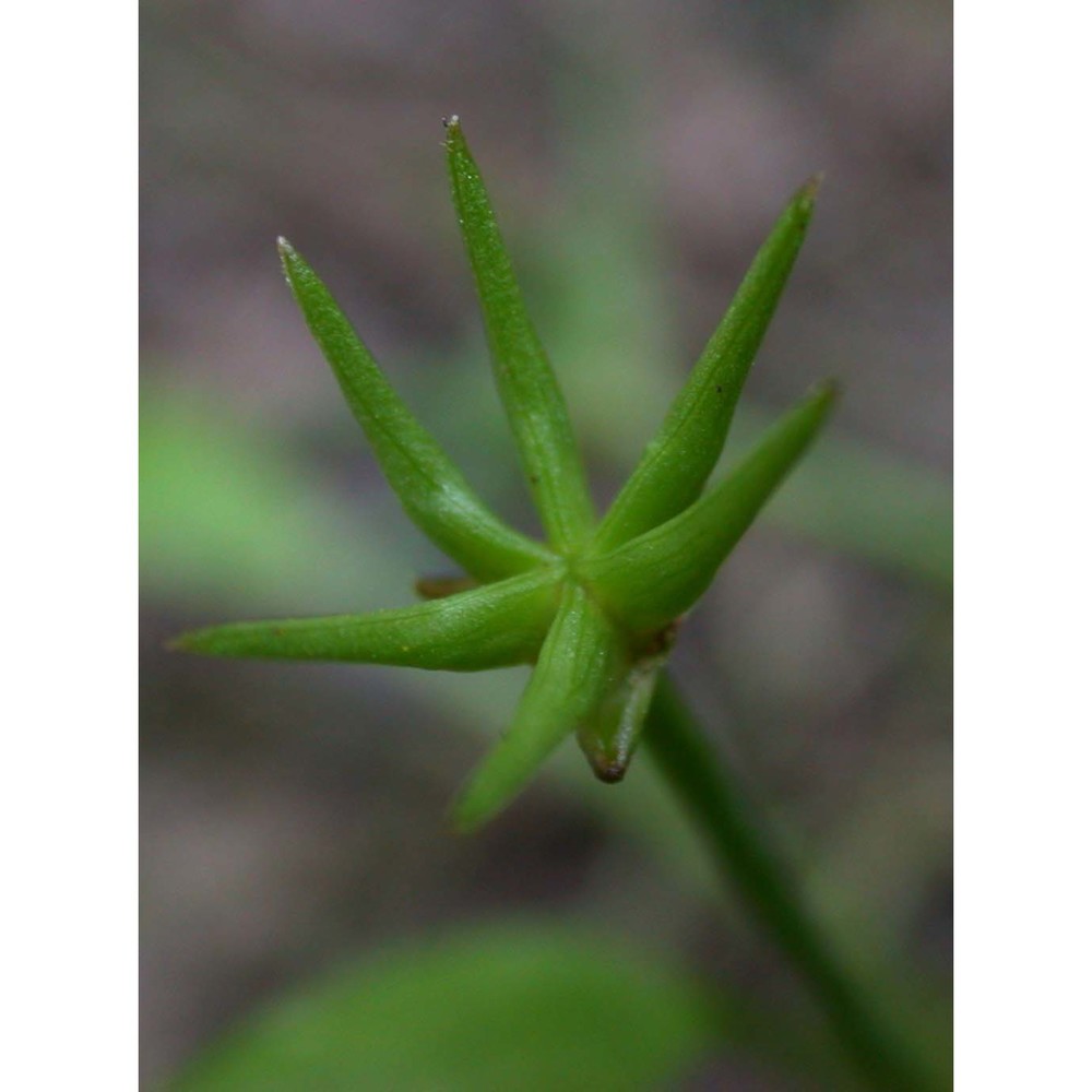 damasonium alisma mill.