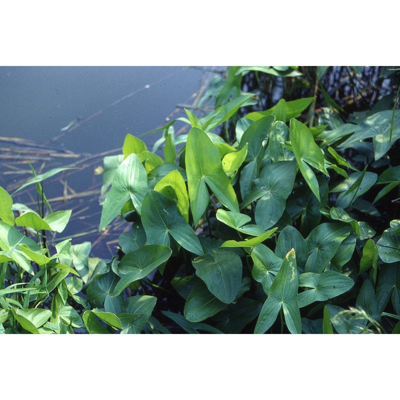 sagittaria latifolia willd.