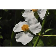 sagittaria latifolia willd.