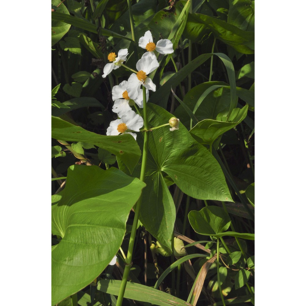 sagittaria latifolia willd.