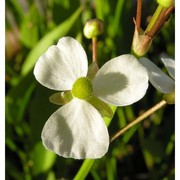 sagittaria platyphylla (engelm.) j. g. sm.