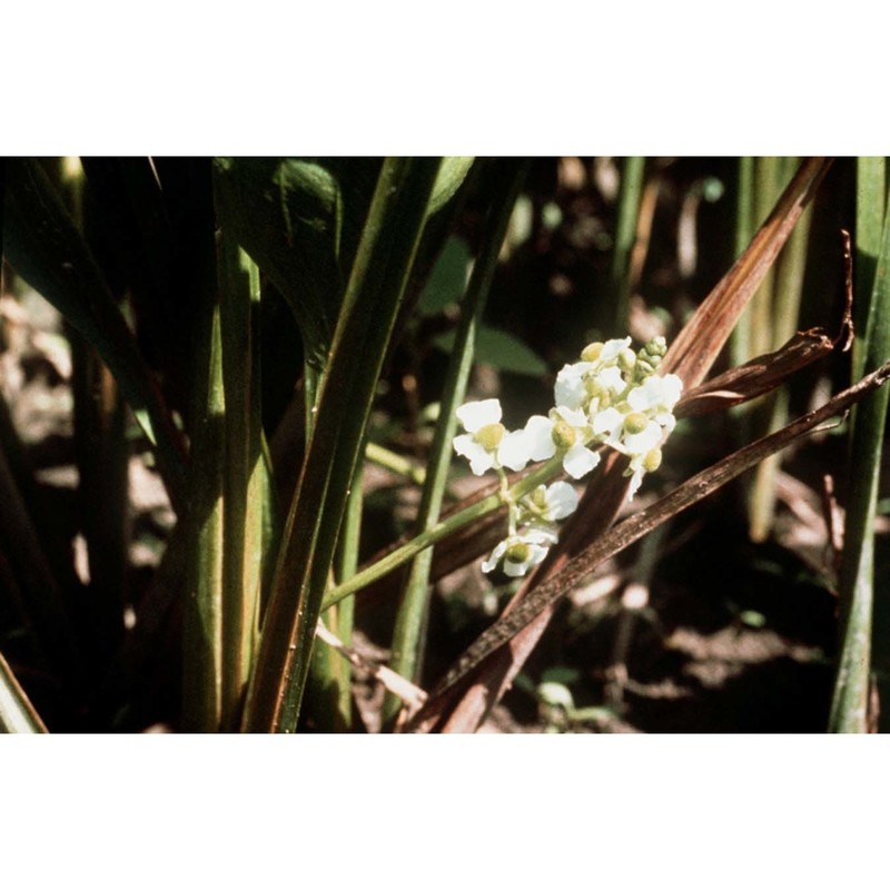 sagittaria platyphylla (engelm.) j. g. sm.