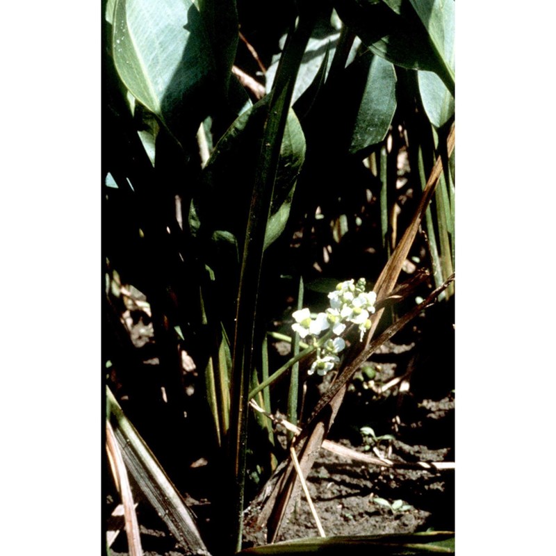 sagittaria platyphylla (engelm.) j. g. sm.