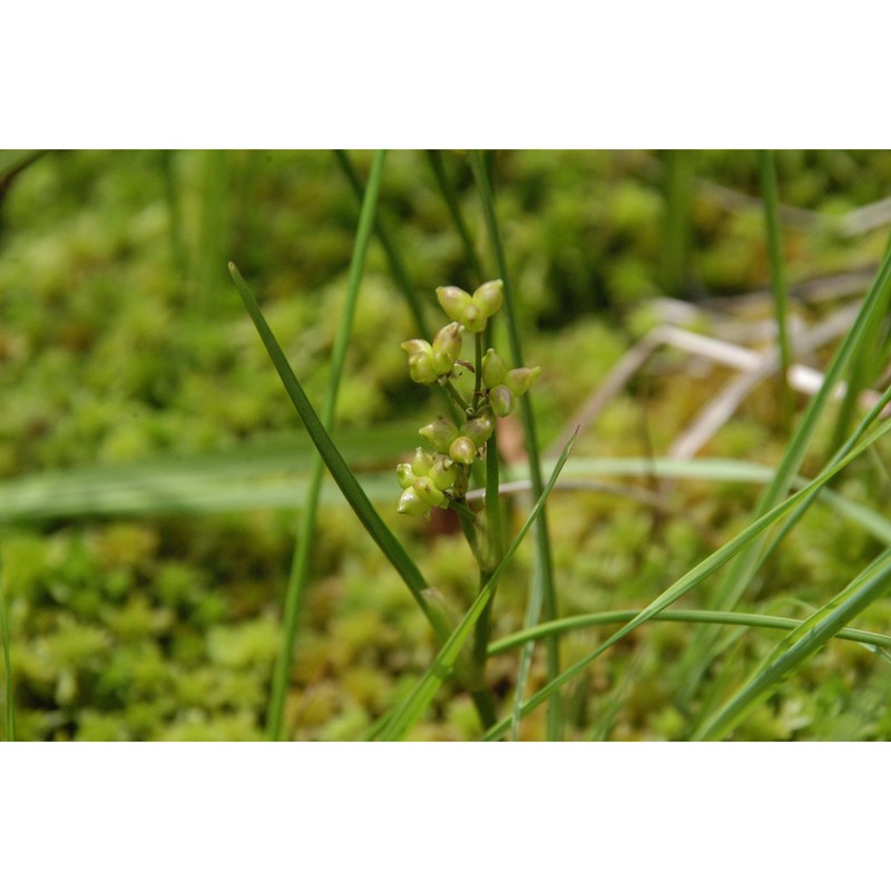 scheuchzeria palustris l.