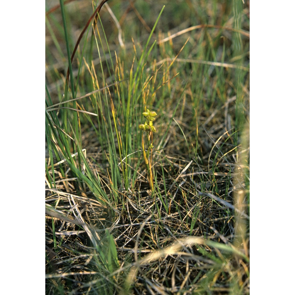 scheuchzeria palustris l.