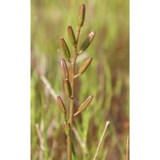 triglochin bulbosa l. subsp. barrelieri (loisel.) rouy