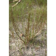 triglochin bulbosa l. subsp. barrelieri (loisel.) rouy