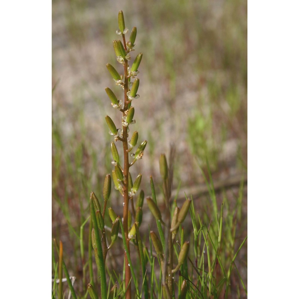 triglochin bulbosa l. subsp. barrelieri (loisel.) rouy