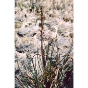 triglochin bulbosa l. subsp. barrelieri (loisel.) rouy