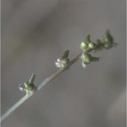 triglochin laxiflora guss.