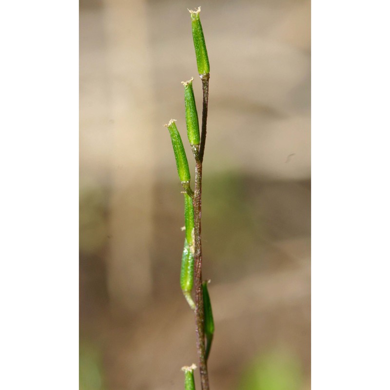 triglochin laxiflora guss.