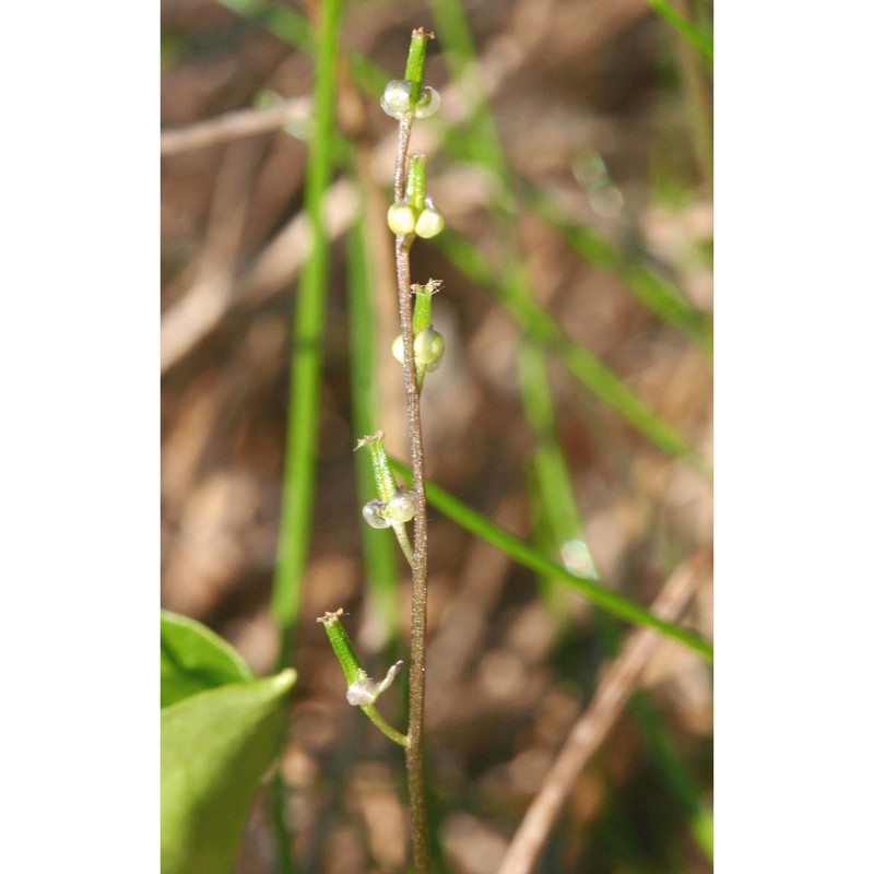 triglochin laxiflora guss.