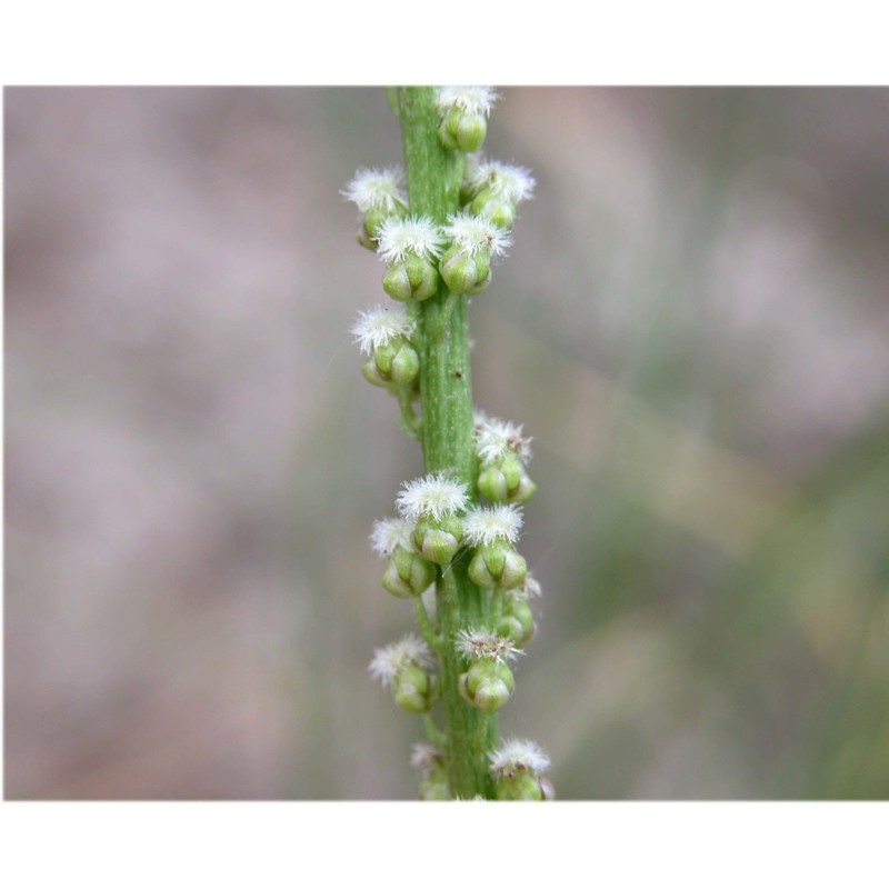 triglochin maritima l.