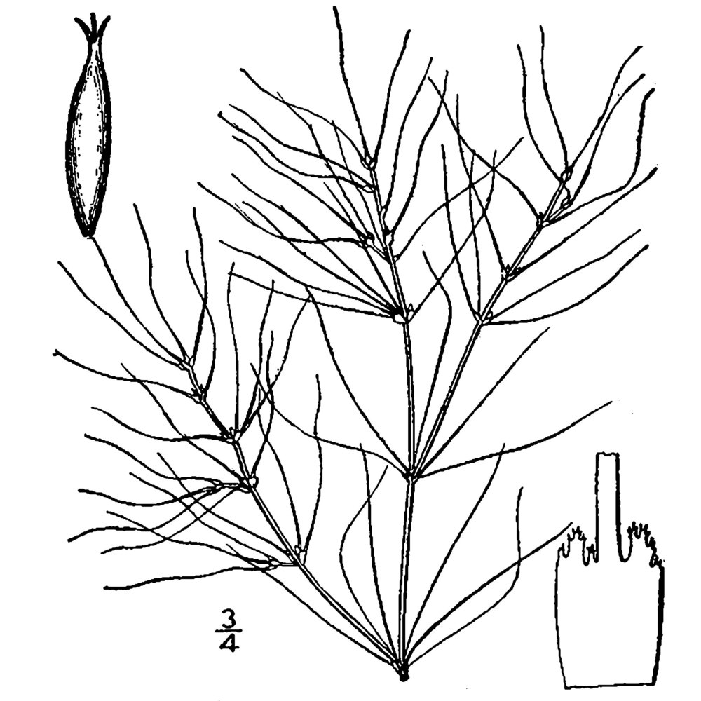 najas gracillima (a. braun) magnus