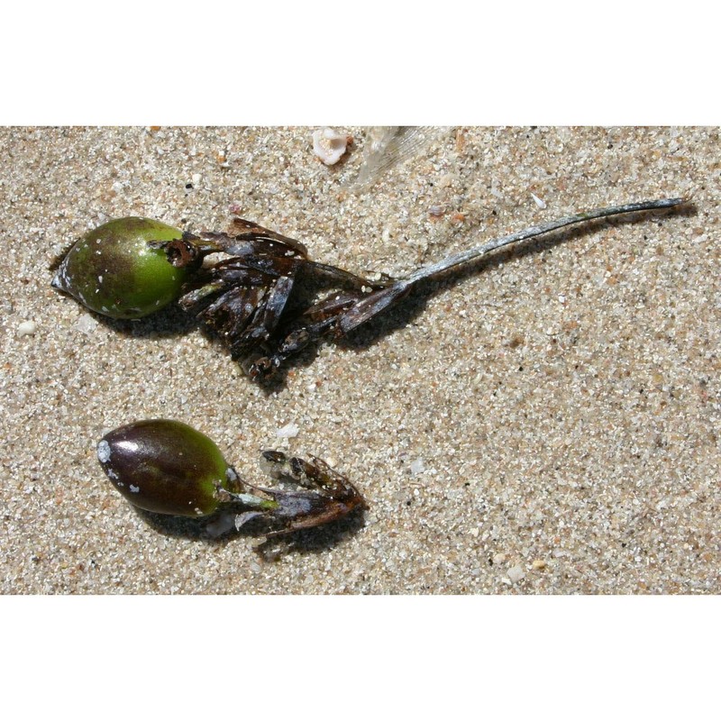 posidonia oceanica (l.) delile