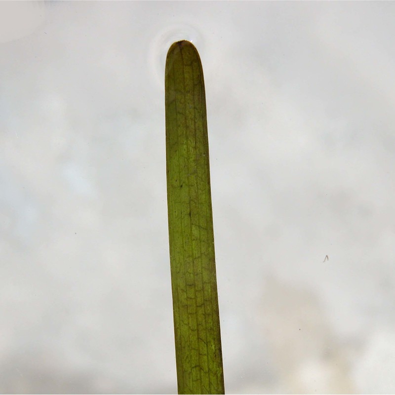 zostera marina l.