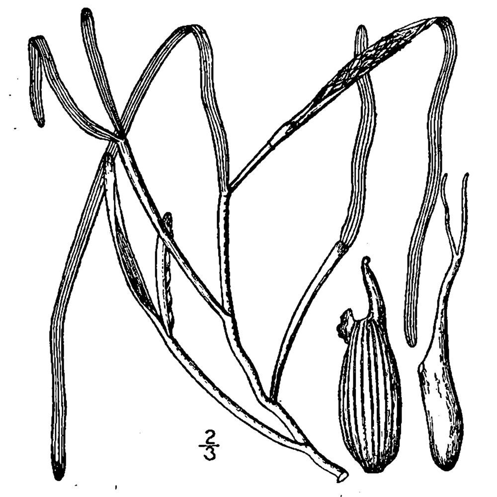 zostera marina l.