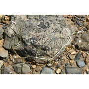 zostera noltii hornem.