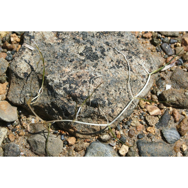 zostera noltii hornem.
