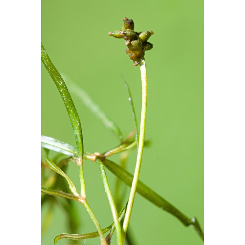 potamogeton berchtoldii fieber