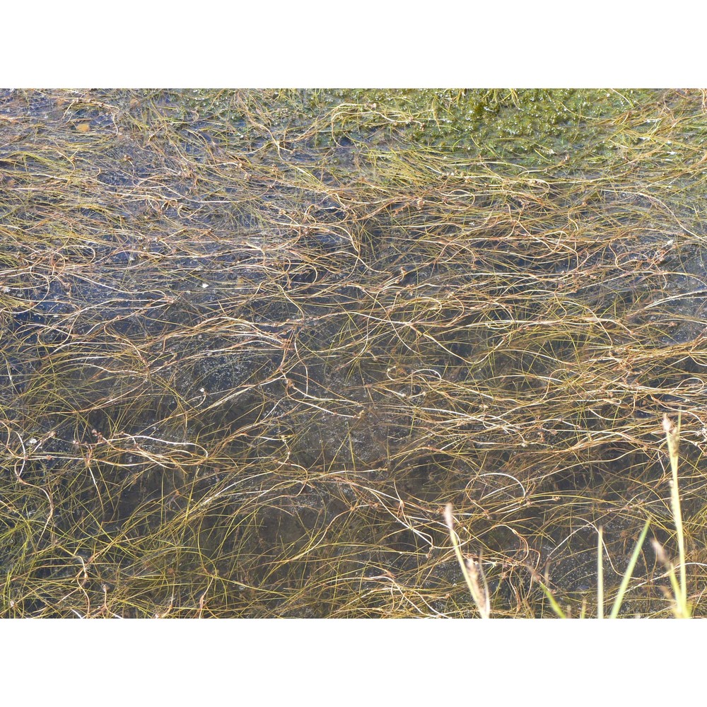 potamogeton filiformis pers.