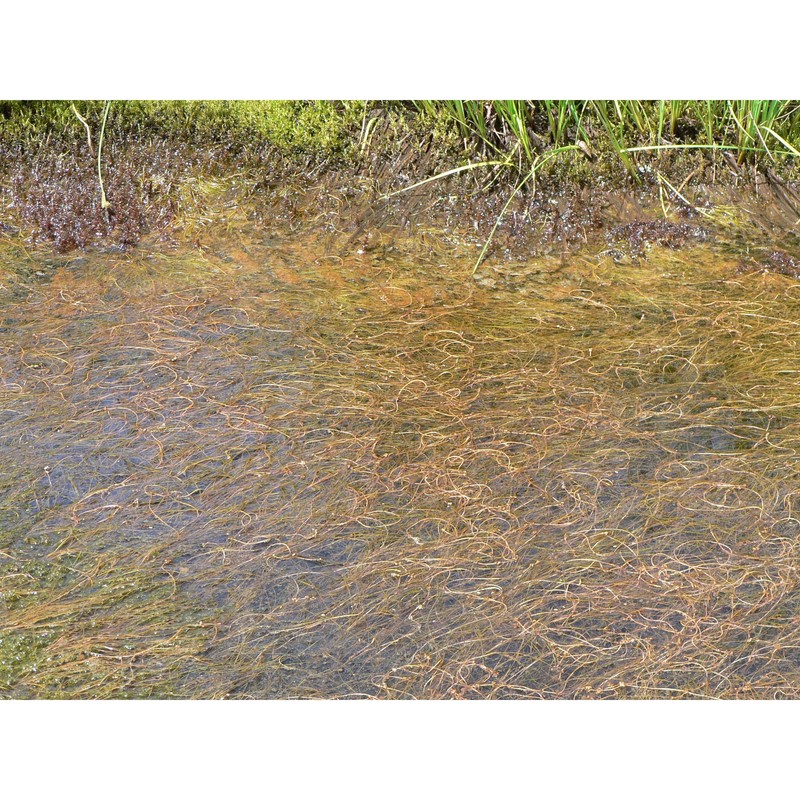 potamogeton filiformis pers.