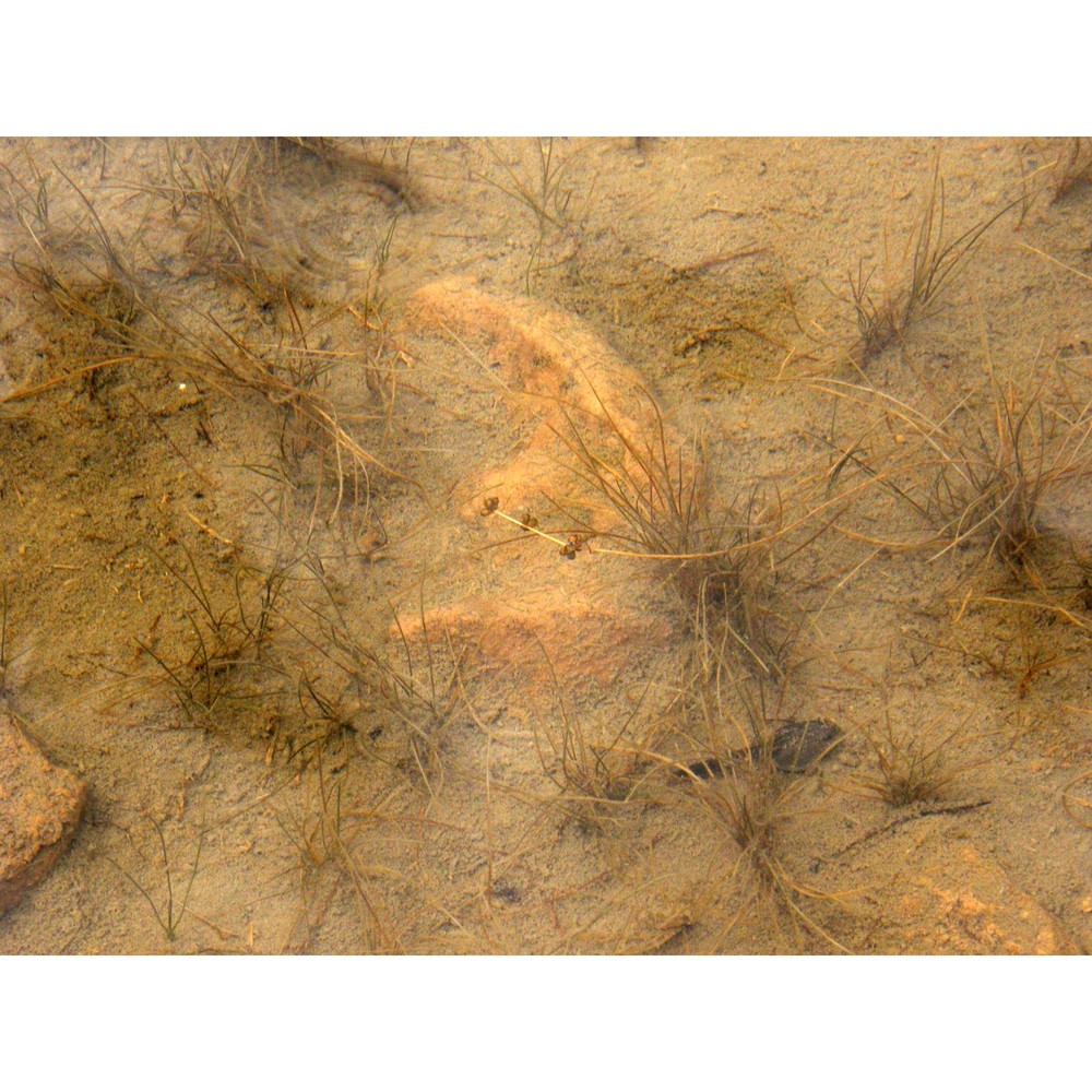 potamogeton filiformis pers.