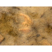 potamogeton filiformis pers.