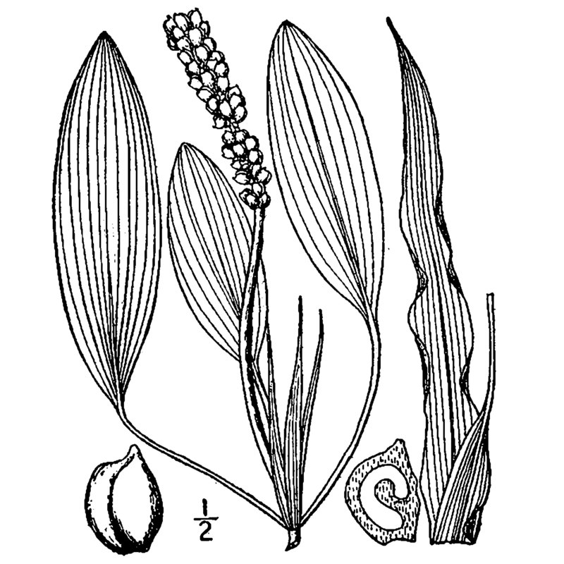 potamogeton nodosus poir.