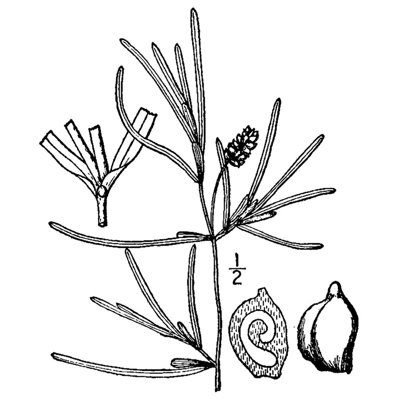 potamogeton obtusifolius mert. et w. d. j. koch