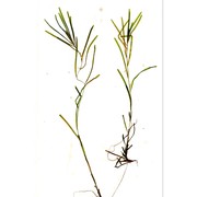 potamogeton obtusifolius mert. et w. d. j. koch