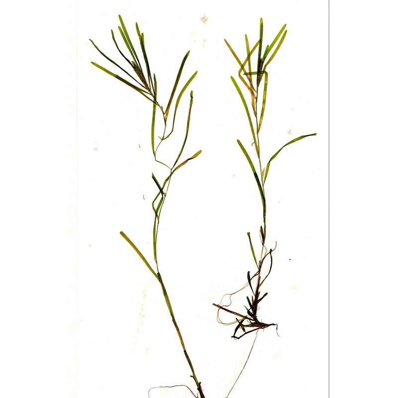 potamogeton obtusifolius mert. et w. d. j. koch