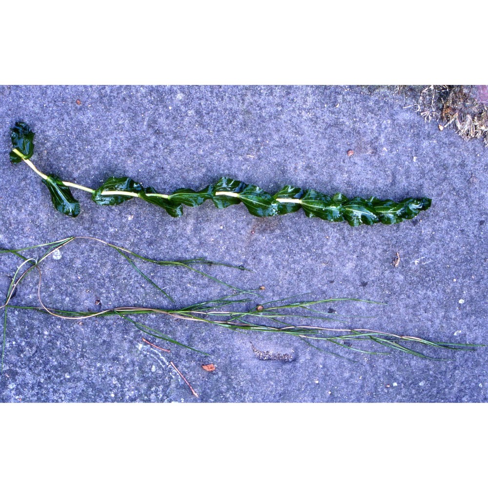 potamogeton pectinatus l.