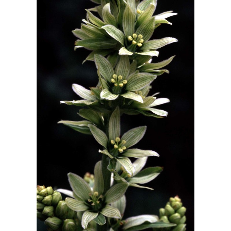 veratrum album l.