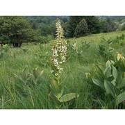 veratrum album l.