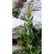 veratrum lobelianum bernh.