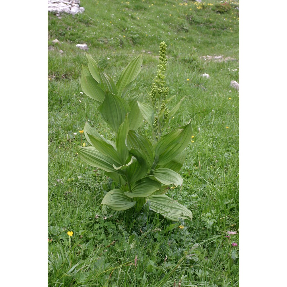 veratrum lobelianum bernh.