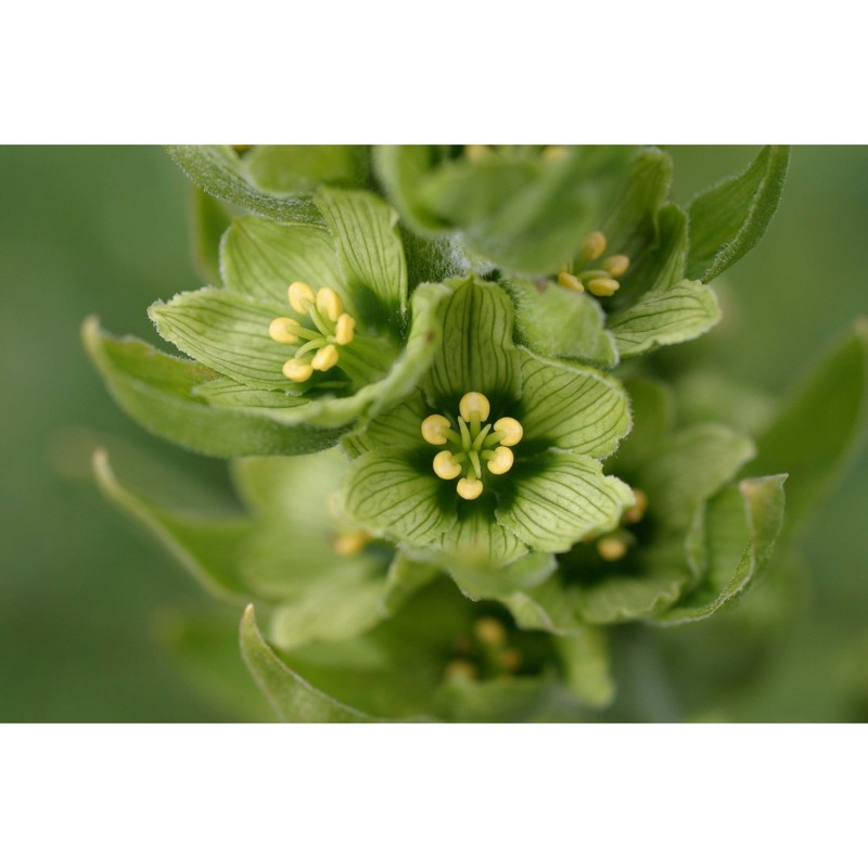 veratrum lobelianum bernh.