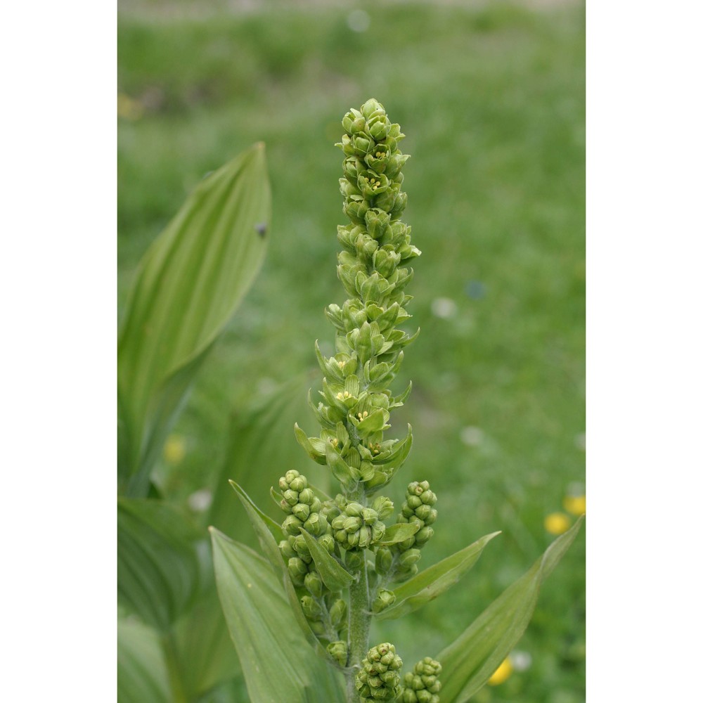 veratrum lobelianum bernh.