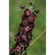 veratrum nigrum l.