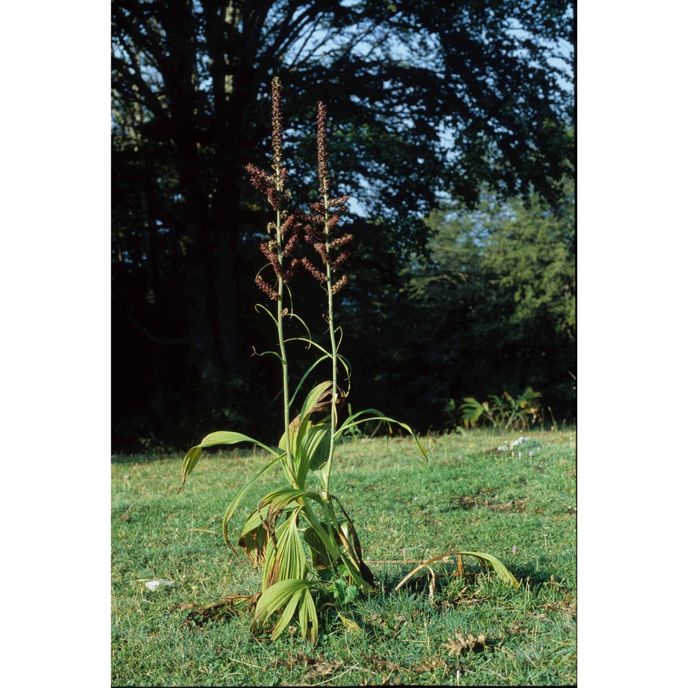 veratrum nigrum l.