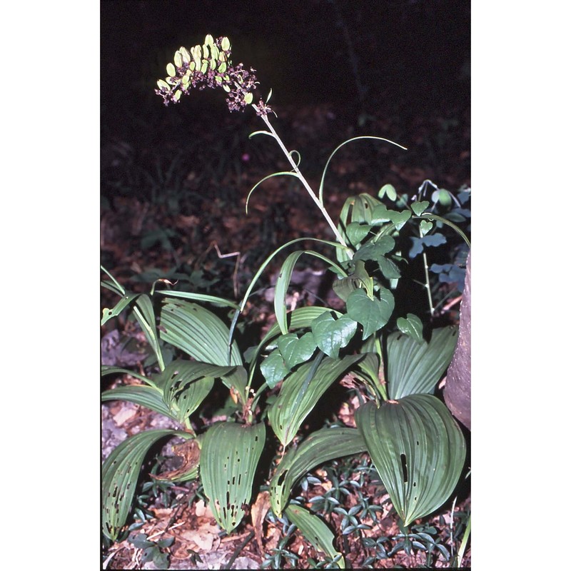 veratrum nigrum l.