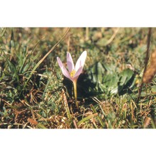 colchicum alpinum lam. et dc.